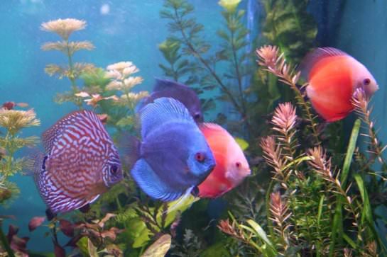������ (��� ����������) (discus)