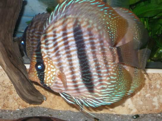 ������ ������������ (������ ������) (Symphysodon discus)
