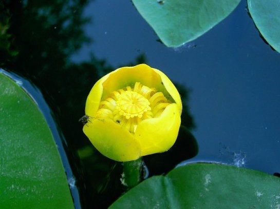 ������� (Nuphar)