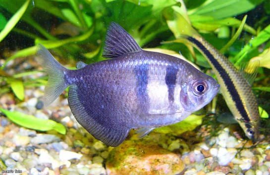 �������� (Gymnocorymbus ternetzi)